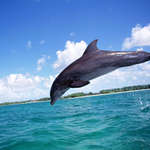 Дельфины фото, фото черных дельфинов, фотографии дельфинов, дельфины обои, фотообои