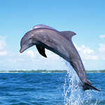 Фотообои дельфины, фотография дельфинов