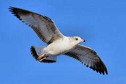     skyflyer