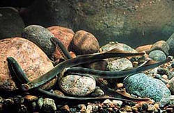 ������ ������ �����������