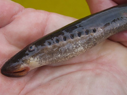 Минога речная европейская