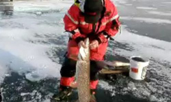 Рыбалка щуки зимой