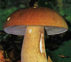  ,   (Boletus reticulatus (Boletus aestivalis))