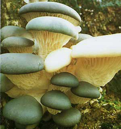  ,   Pleurotus ostreatus