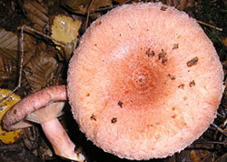   Lactarius torminosus