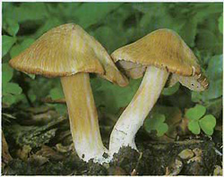   Inocybe erubescens (Inocybe patouillardii)