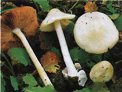   (Volvariella surrecta)