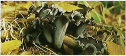   (Craterellus cornucopioides)