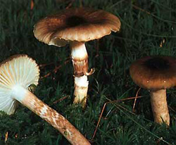  - Hygrophorus olivaceoalbus