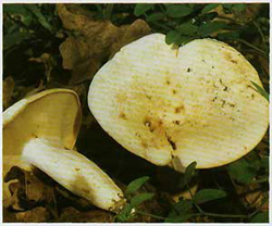   (Lactarius piperatus)
