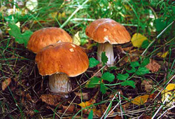 Дневник отпускника
