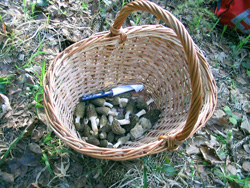  2006, 