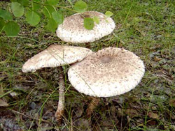    2005