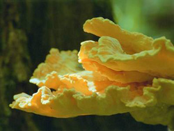  - Laetiporus sulphureus