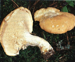  ,   Hydnum repandum