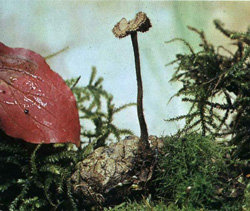   Auriscalpium vulgare
