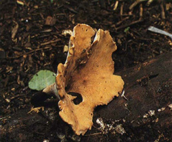   Polyporus varius