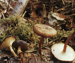   Polyporus brumalis