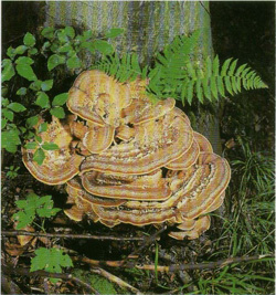   Meripilus giganteus