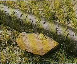   Daedaleopsis confragosa (Trametes confragosa)