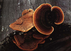   Gloeophyllum sepiarium