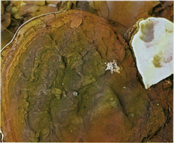   Ganoderma applanatum
