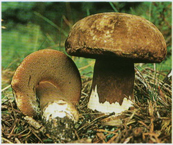 ,   Porphyrellus porphyrosporus (Porphyrellus pseudoscaber)