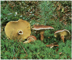 Болетинус полоножковыи, моховик полоножковый Boletinus cavipes