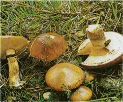   Suillus luteus
