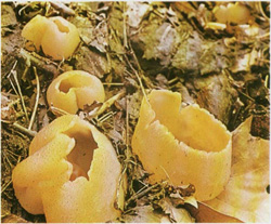   Peziza vesiculosa