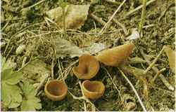   Dumontiona tuberosa (Sclerotinia tuberosa)