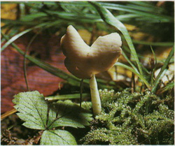 Лептоподия эластика Leptopodia elastica