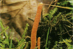   Cordyceps militaris