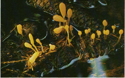   Mitrula paludosa