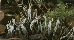   Xylaria hypoxylon