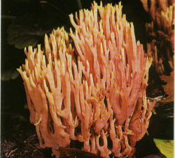   Ramaria stricta