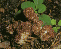   Ramaria botrytis