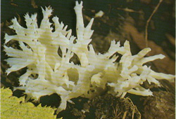  ,   Clavulina cristata