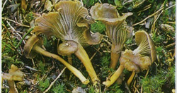   Cantharellus tubaeformis