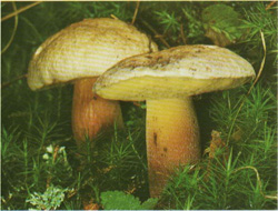   Boletus calopus