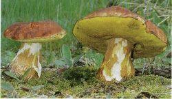    Boletus pinophilus (Boletus pinicola)