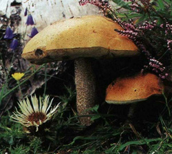 Подберезовик обыкновенный Leccinum scabrum