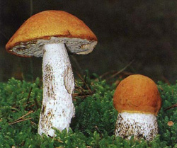   Leccinum rufum (Leccinum aumntiacum)