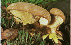   Paxillus atrotomentosus