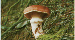   Gomphidius roseus