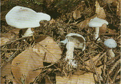   Clitocybe odora