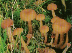  ,   Laccaria laccata