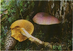  - Tricholomopsis rutilans