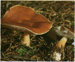   Collybia butyracea