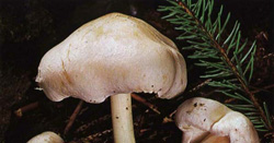   Collybia maculata